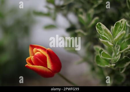 Splendidi tulipani rossi, gialli e arancioni su uno sfondo sfocato di verde scuro e bianco. Foto Stock