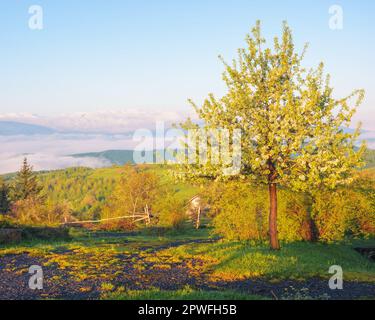 paesaggio di campagna con melo in fiore. paesaggio rurale dei monti carpazi. giorno di sole con nuvole sul cielo Foto Stock