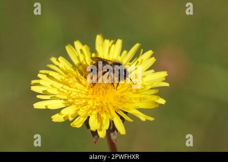 Closeup rosso muratore (Osmia bicornis) famiglia Megachilidae sul fiore del dente di leone comune (Taraxacum officinale). Primavera, Paesi Bassi, aprile Foto Stock