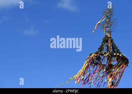 Leer, Germania. 30th Apr, 2023. il maypole di quest'anno sulle scale di Leer East Frisia soffia nel vento. Il 30 aprile, il maypole è stato eretto in molti villaggi della Frisia Orientale. Questo tronco d'albero, decorato con piante di abete verde e fiori di carta colorati e con una corona ornata in cima, è eretto mentre si ballano e si suona la musica. Credit: Lars Klemmer/dpa/Alamy Live News Foto Stock