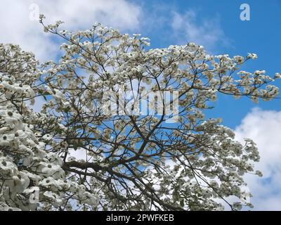 Bella grande fioritura albero di dogwood cornaceae o Cornus florida con fiori bianchi Foto Stock