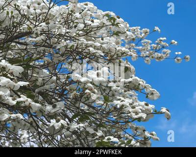 Bella grande fioritura albero di dogwood cornaceae o Cornus florida con fiori bianchi Foto Stock