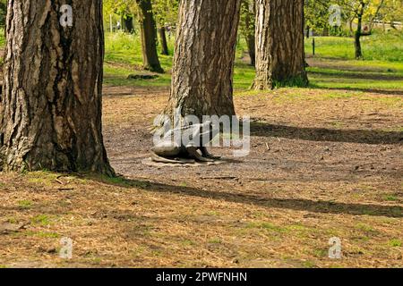 Gigantesca rana di legno su una scultura di giglio, Bute Park, Cardiff. Data di aprile 2023. Molla Foto Stock