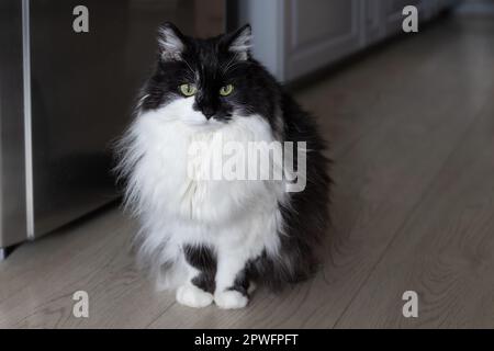 Gatto bianco e nero seduto vicino al frigorifero grigio in cucina Foto Stock