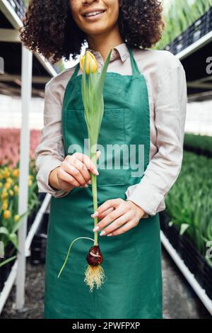 Primo piano delle mani femminili della ragazza africana in grembiule verde che tiene tulipano contro lo sfondo della serra. Tulipano giallo con bulbo e radice. Giovane sorriso Foto Stock