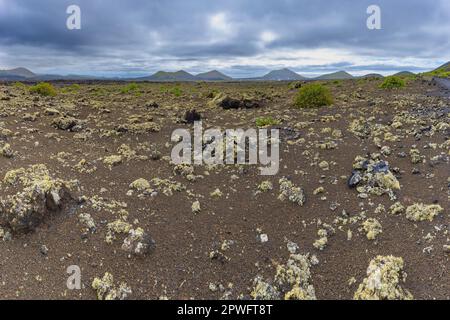 Campo di lava cresciuto con Lichen, Parque Natural De Los Volcanes, vicino a Masdache, Lanzarote, Isole Canarie, Spagna, Europa Foto Stock