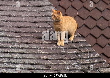 Gatto zenzero su un tetto di portico piastrellato di una casa, Inghilterra, Regno Unito Foto Stock