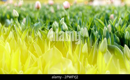 Piantagione di tulipani inaperti. Primavera, fiori, letto di fiori, serra, colore verde, foglie, petali, bouquet, fogliame, sfocatura in primo piano. Alto Foto Stock
