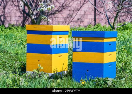 Due nuovi set di alveare in legno giallo-blu nel giardino primaverile, primo piano Foto Stock