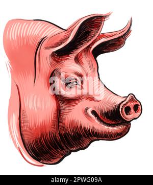 Testa di maiale su sfondo bianco. Disegnato a mano su carta e colorato digitalmente su tavoletta Foto Stock