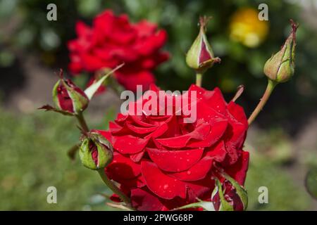 Le rose rosse fioriscono in estate nel giardino di campagna Foto Stock