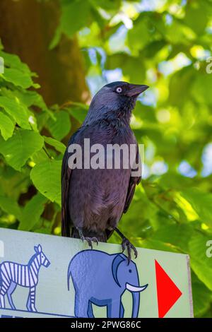 Il jackdaw occidentale (Coloeus monidula), conosciuto anche come il jackdaw eurasiatico, il jackdaw europeo Foto Stock