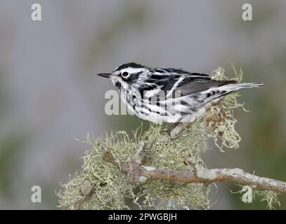 Warbler bianco e nero (Mniotilta varia) durante la migrazione primaverile, Galveston, Texas, USA. Foto Stock