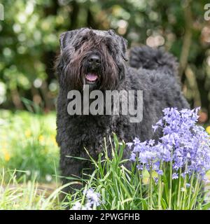 Bouvier des Flandres Foto Stock