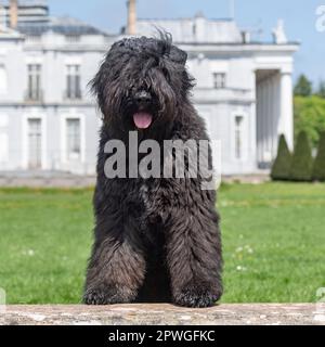 Bouvier des Flandres Foto Stock