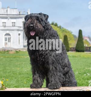 Bouvier des Flandres Foto Stock