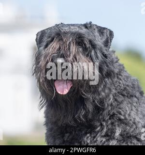 Bouvier des Flandres Foto Stock