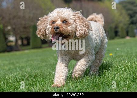 Cavapoo in esecuzione in giardino Foto Stock