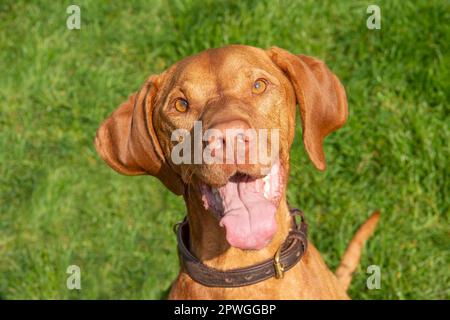 Cane ungherese Vizsla ridendo in macchina fotografica Foto Stock