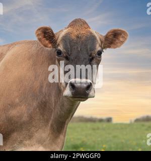 Mucca della Jersey Foto Stock