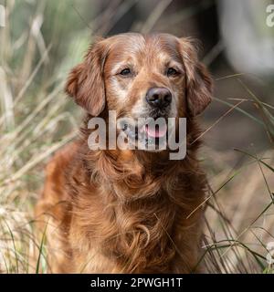 Il golden retriever Foto Stock