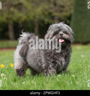 Shih Tzu Foto Stock