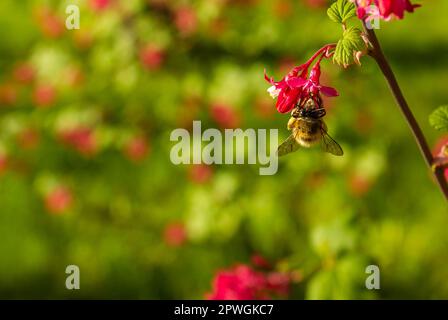 Bella ape con le ali impollinare i fiori rosa. Sfondo sfocato. Flying miele ape raccolta di polline di api da fiore rosa. Ape raccolta miele. Foto Stock