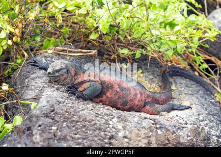 Galapagos Marine Iguana (Amblyrhynchus cristatus) sull'isola di Espanola, parco nazionale delle Galapagos, Ecuador. Foto Stock