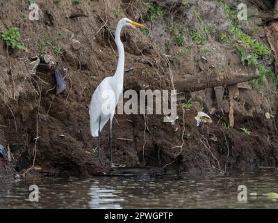 Grande egret (Ardea alba), Tarcoles fiume, Costa Rica Foto Stock