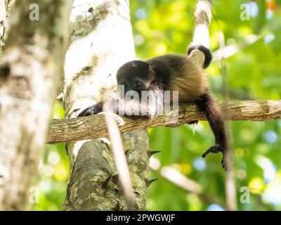 Giovane urlatore manazzato (Alouatta palliata), Cabo Blanco Riserva Naturale, Costa Rica Foto Stock