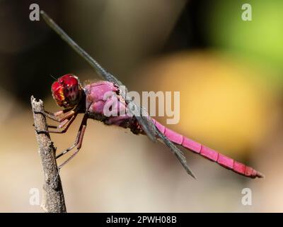 Carmine Skimmer (Orthemis Scolour), stazione biologica di San Miguel, riserva naturale di Cabo Blanco, Costa Rica Foto Stock