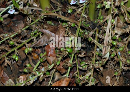 Cardamomo verde e non maturo in pianta in Kerala, India. È la terza spezia più costosa, Guatemala è il più grande produttore di cardamomo Foto Stock