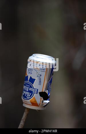 Un nastro blu Pabst vuoto può su un ramo di albero con buchi proiettili utilizzati per la pratica bersaglio in un campeggio nella natura selvaggia delle montagne Adirondack Foto Stock