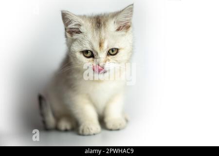 piccolo gattino bianco grigio lanuginoso leccette inglesi su sfondo bianco. Foto Stock