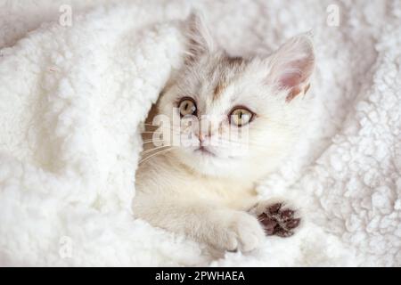 Cute bianco lanuginoso gattino dormire su coperta bianca morbida. I gatti riposano papping sul letto. Gli animali domestici sono comodi e dormono in una casa accogliente. Foto Stock