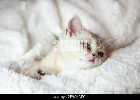 Cute bianco lanuginoso gattino dormire su coperta bianca morbida. I gatti riposano papping sul letto. Gli animali domestici sono comodi e dormono in una casa accogliente. Foto Stock