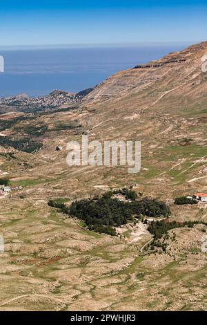 Vista in lontananza della foresta di cedri, cedro del Libano, 'cedri di Dio', valle di Kadisha, Monte Libano, Bsharri (Bsharre), Libano, Medio Oriente, Asia Foto Stock