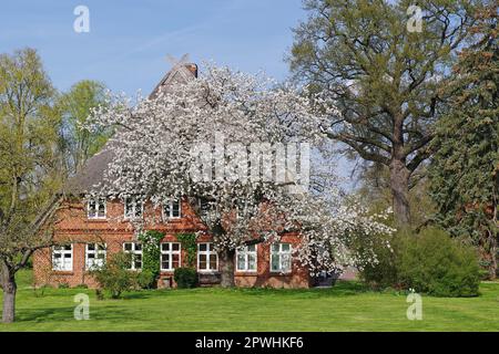Vecchia casa con tetto di paglia, alberi da frutto in fiore, primavera, Elba, pista ciclabile Elba, Brandeburgo, Germania Foto Stock