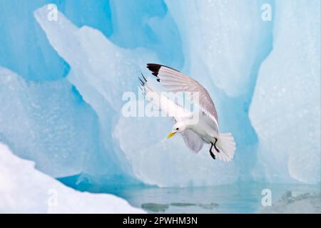 Kittiwake a zampe nere (Rissa tridactyla) adulto, in volo, atterrando accanto a iceberg blu, Spitzbergen, Svalbard Foto Stock