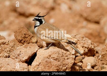 Larice di Temminck (Eremophila bilophila), uccelli, animali, uccelli, larchi, Temminck's Horned Lark maschio adulto, in piedi sulla roccia, Marocco Foto Stock