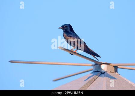 Martin viola (Progne subis), uccelli cantori, animali, uccelli, rondini, Maschio adulto viola Martin, arroccato su utricularia ocroleuca (U.) (U.) S. A Foto Stock