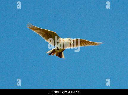 Skylark, eclarchi eurasiatici (Alauda arvensis), uccelli canori, animali, uccelli, scintille, Skylark cantando in volo Foto Stock