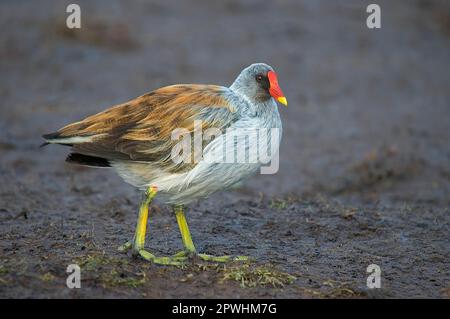 Moorhen, moorhens comune (Gallinula chloropus), Moorhen a piedi verdi, Rallen, animali, Uccelli, Comune Moorhen adulto, colorazione aberrante Foto Stock