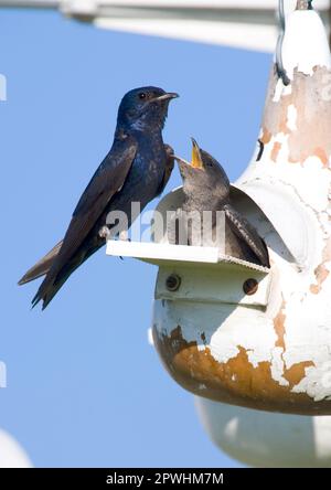 Martin viola (Progne subis), maschio adulto, con pulcino mendicante, utricularia ocroleuca (U.) (U.) S. A Foto Stock