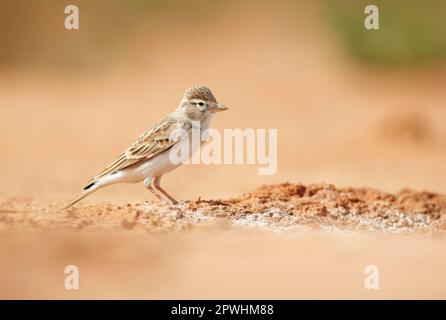 Larice maggiore maggiore a punta corta (Calandrella brachydactyla) adulto, in piedi sul terreno, pianure di Belchite, Aragona, Spagna Foto Stock