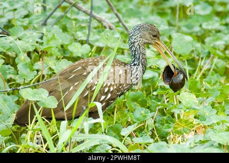 Limpkin, Gru Giganti, Limpkins, Gru Giganti, Gru, Uccelli, animali, Limpkin (Aeamus guarauna) Adult Feeding on lumail, Loxahatchee N. W. R. Foto Stock