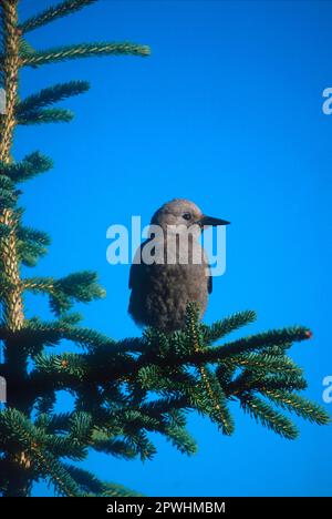 Il nutcracker di Clark (Nucifraga colombiana), i corvidi, i songbirds, gli animali, gli uccelli, Clark Nutcracker Lake Louise, Canada Foto Stock