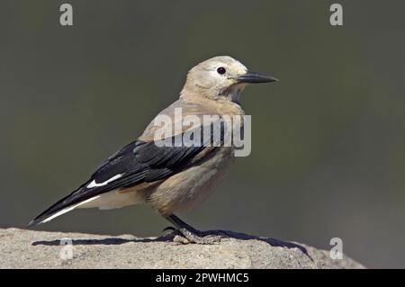 Il nutcracker di Clark (Nucifraga colombiana), i corvidi, i songbirds, gli animali, gli uccelli, Clark's Nutcracker adulto, in piedi sulla roccia, Crater Lake N. P. Foto Stock