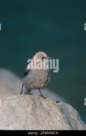 Il nutcracker di Clark (Nucifraga colombiana), i corvidi, i songbirds, gli animali, gli uccelli, Clark Nutcracker Lake Louise, Canada Foto Stock