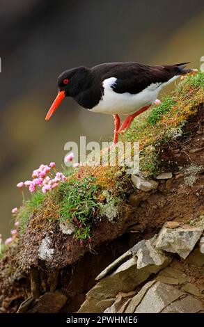 Eurasian Oystercatcher (Haematopus ostralegus) Adulti su scogliera con fiori rosa mare, Isole Shetland, Scozia, Regno Unito Foto Stock